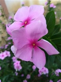 &quot;Flower Delivery Wallace Nc